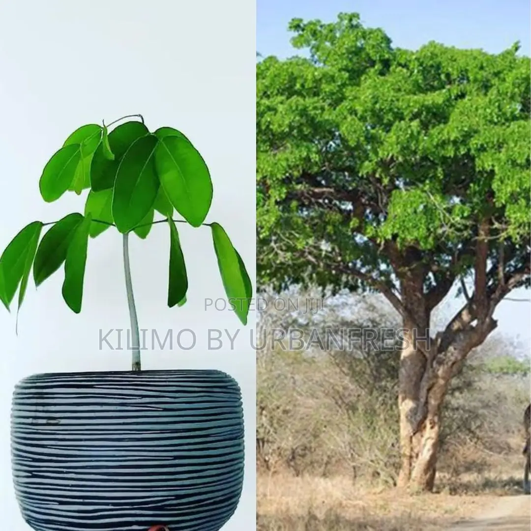 Pod Mahogany Tree Seedling Moq KSHS 3000