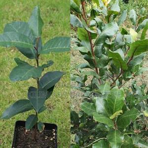 Prunis African Tree Seedling Moq KSHS 3000 - thumbnail 2