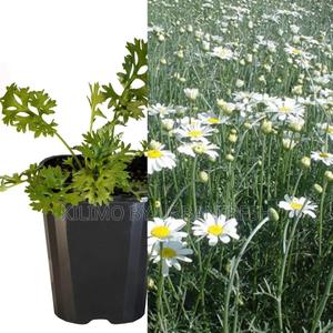 Pyrethreum Tree Seedling Moq KSHS 3000 - thumbnail 2