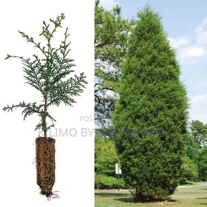 Red Cedar Tree Seedling Moq KSHS 3000 - thumbnail 2