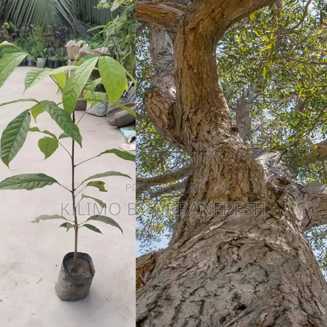 Red Mahogany Tree Seedling Moq KSHS 3000