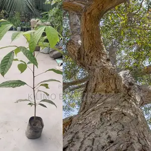 Red Mahogany Tree Seedling Moq KSHS 3000