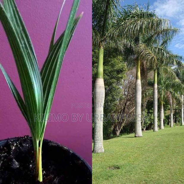 Royal Palm Tree Seedling Moq 5 - main view