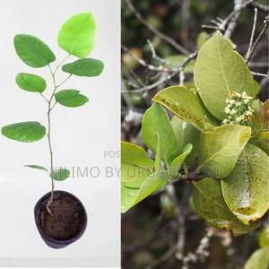 Sandalwood Tree Seedling Moq KSHS 3000 - thumbnail 2