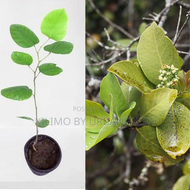Sandalwood Tree Seedling Moq KSHS 3000 - main view
