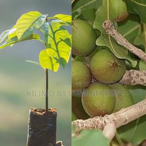 Sheanut Kernel Tree Seedling. - thumbnail 2