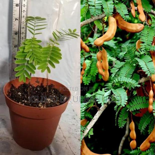 Tamarind (Mkwaju) Tree Seedling - main view