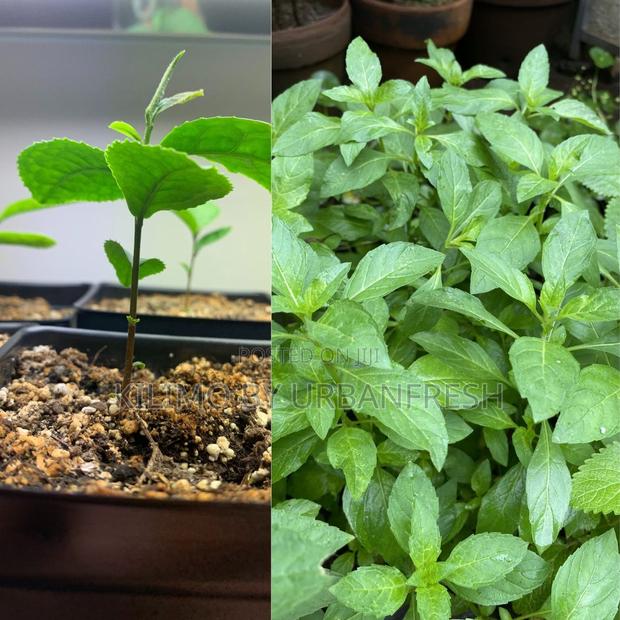 Tea-Green Tea Seedling Moq KSHS 3000 - main view