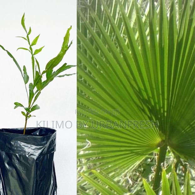 Thika Palm Tree Seedling Moq KSHS 3000 - thumbnail 3