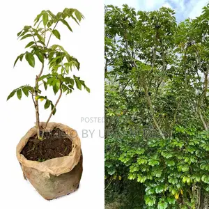 Umbrella Copus Tree Seedling Moq KSHS 3000