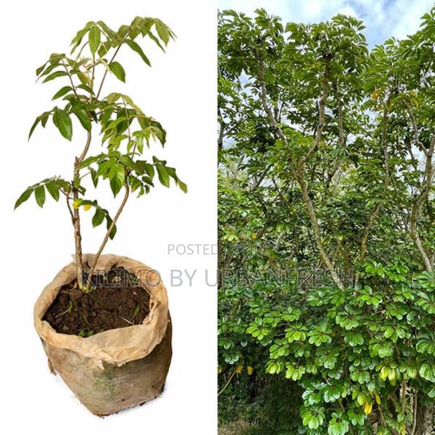 Umbrella Copus Tree Seedling Moq KSHS 3000 - main view
