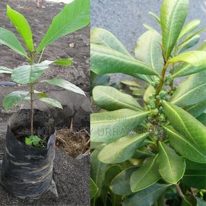 Warbugia Tree Seedling Moq KSHS 3000 - thumbnail 2