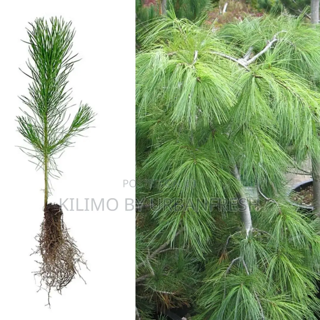 Weeping Pine Tree Seedling Moq KSHS 3000