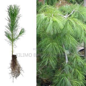 Weeping Pine Tree Seedling Moq KSHS 3000 - main view
