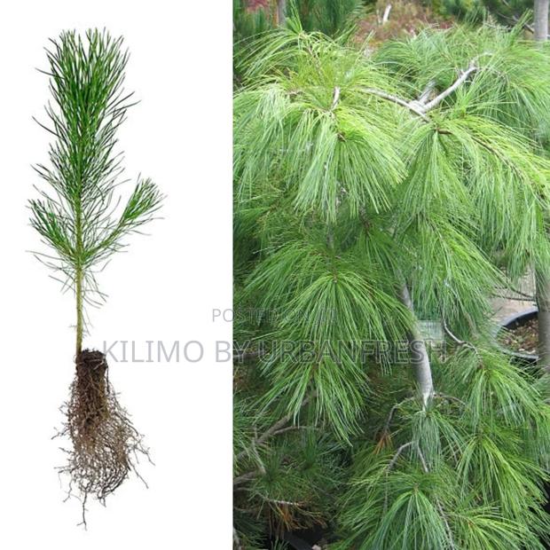 Weeping Pine Tree Seedling Moq KSHS 3000