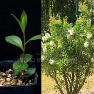 White Bottle Brush Tree Seedling. Moq 20 Seedlings - thumbnail 2