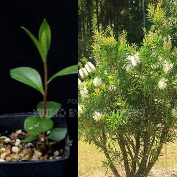 White Bottle Brush Tree Seedling. Moq 20 Seedlings - main view