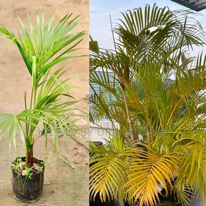 Yellow Palm Tree Seedling - thumbnail 2