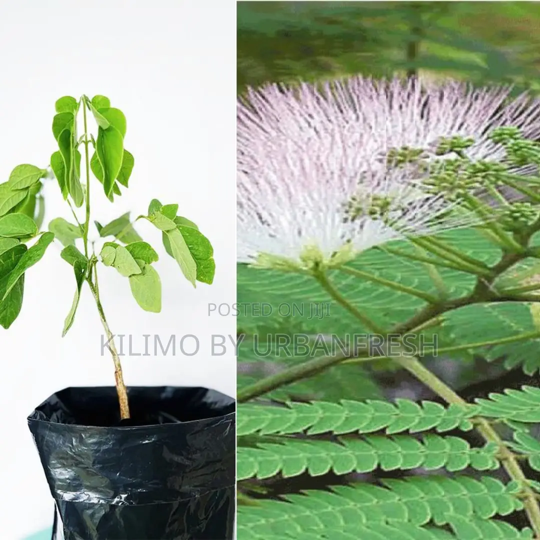 Albizia Coriara Tree Seedling