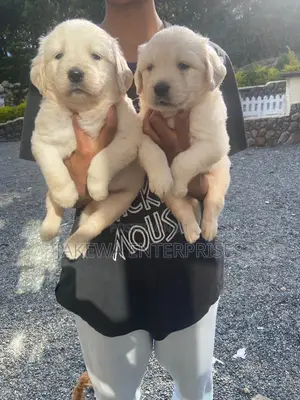 1-3 months Female Purebred Golden Retriever