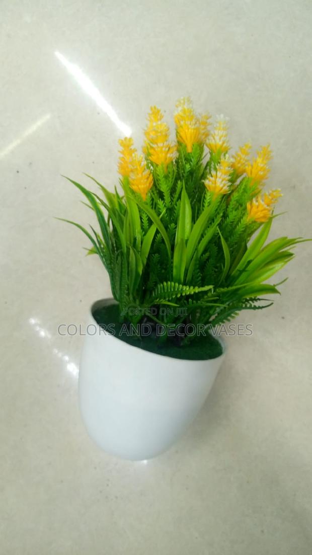 Bonsai Potted Plants KSH 600