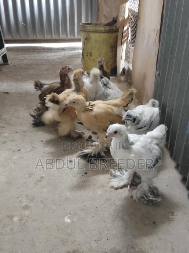 Columbian Light Brahmas - main view