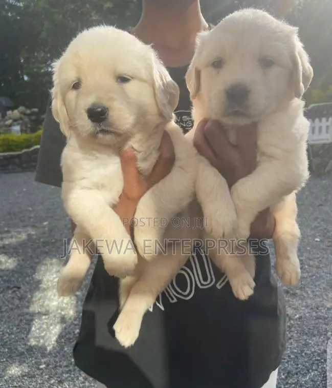 1-3 months Female Purebred Golden Retriever