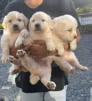 1-3 months Female Purebred Golden Retriever