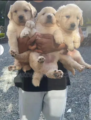 1-3 months Female Purebred Golden Retriever