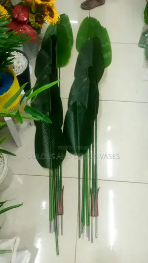 Banana Plants Without Vase KSH 