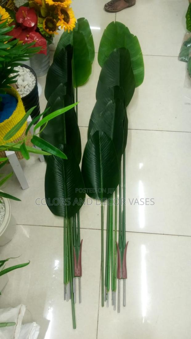 Banana Plants Without Vase KSH
