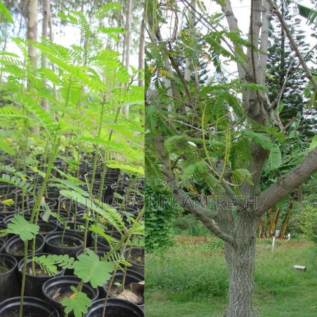 Sesbania Sesban Tree Seedling - main view