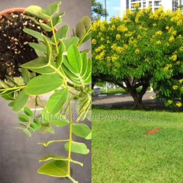 Senna Spectabilis Tree Seedling Moq - main view