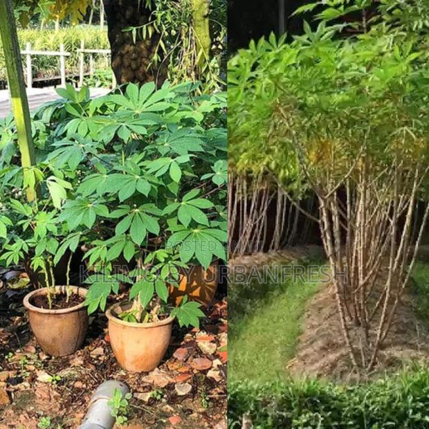 Casava Tree Seedling Moq - main view