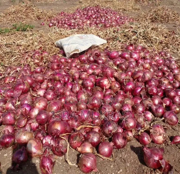Red Bulb Onions