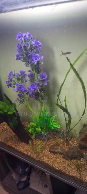 Tall Aquarium Plants ~ Purple