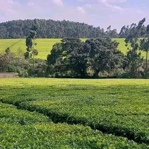 12.5 Acres for Sale in Riara Ridge,Tigoni at Kes 225m