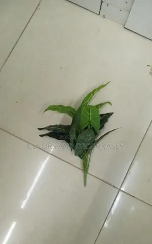Small Plants KSH 800