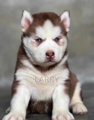 1-3 months Female Purebred Siberian Husky - thumbnail 2