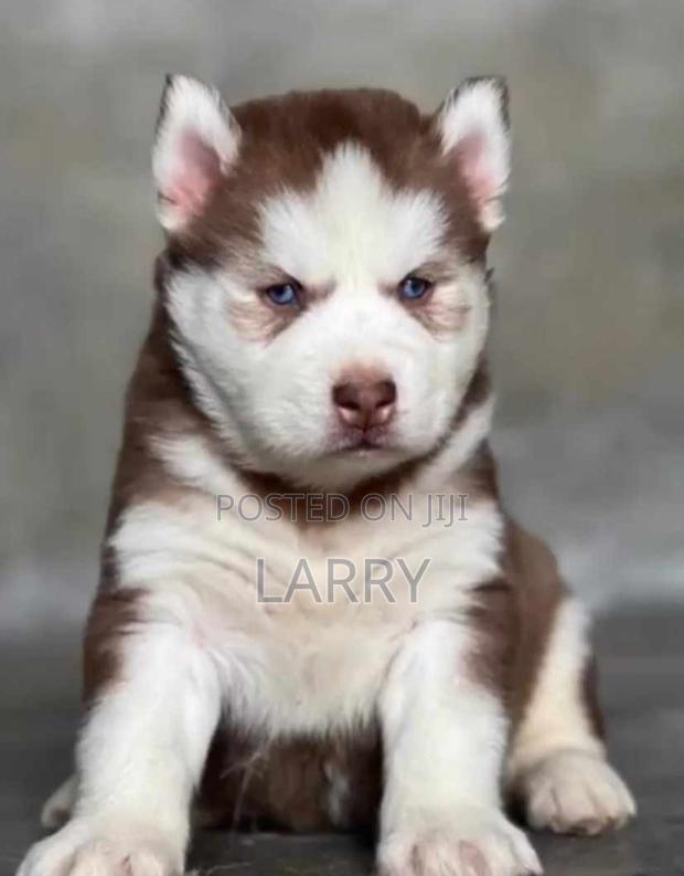 1-3 months Female Purebred Siberian Husky - main view