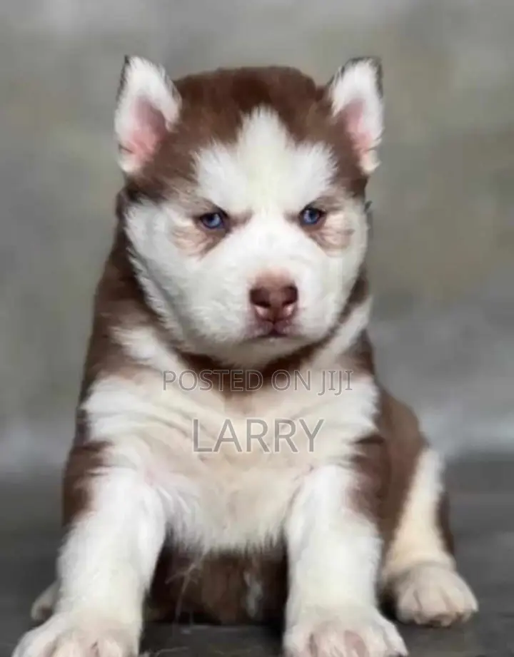1-3 months Female Purebred Siberian Husky