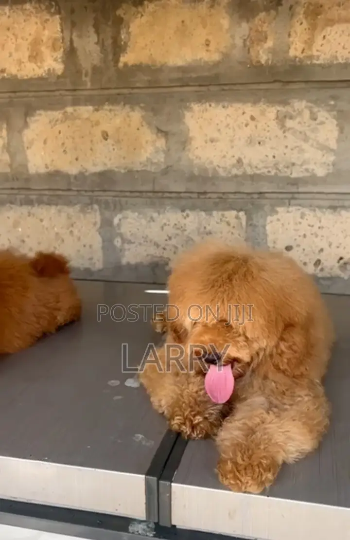 1-3 months Female Purebred Poodle