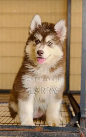 1-3 months Female Purebred Siberian Husky