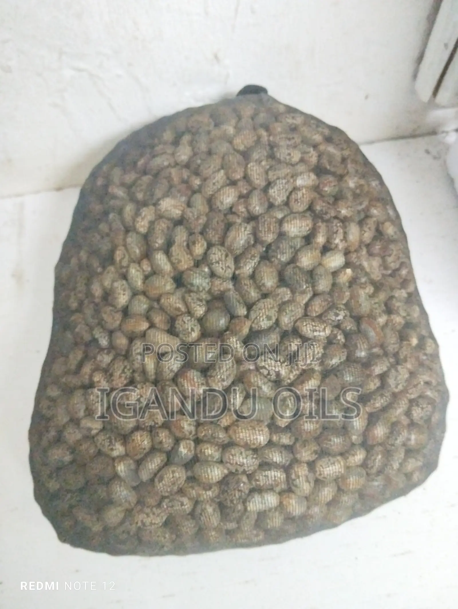 Castor Oil Seeds