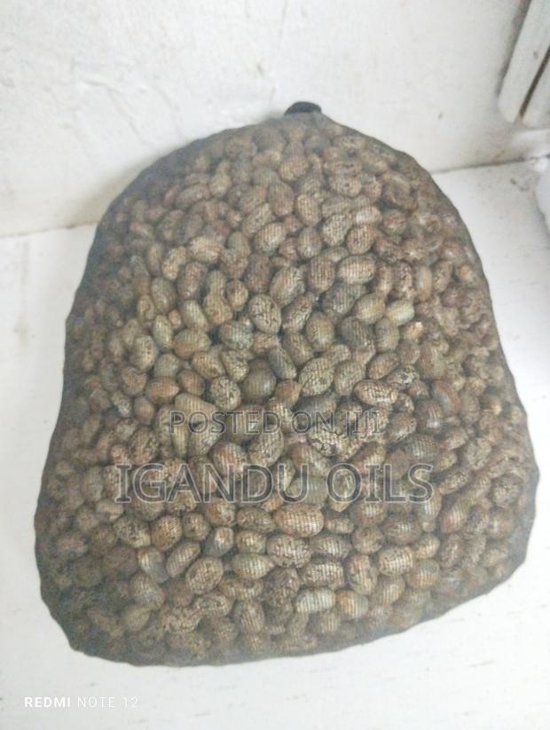 Castor Oil Seeds - thumbnail 3