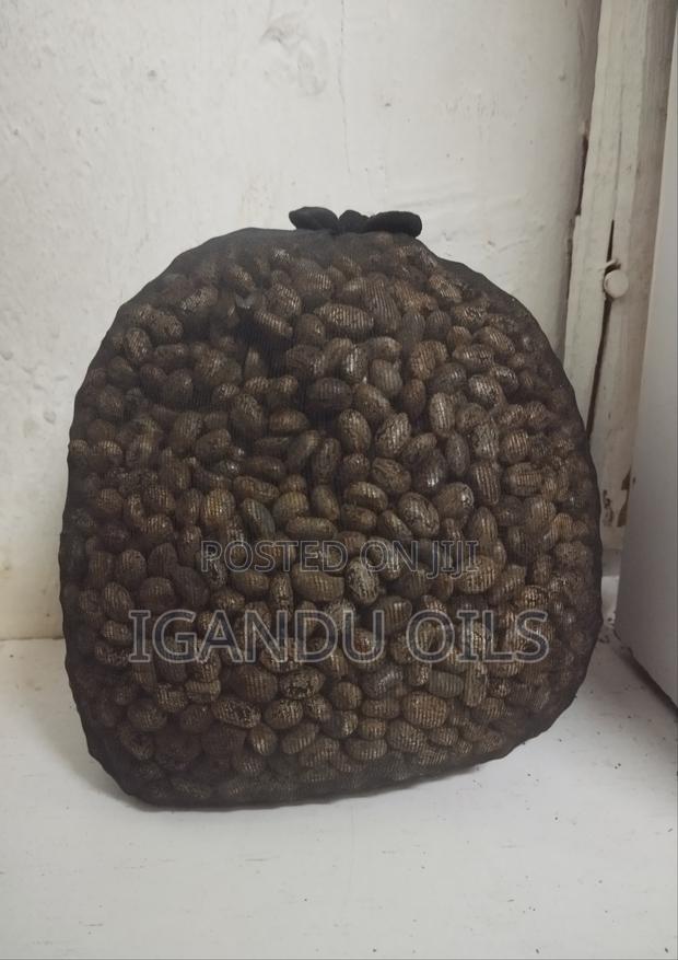 Castor Oil Seeds - thumbnail 4