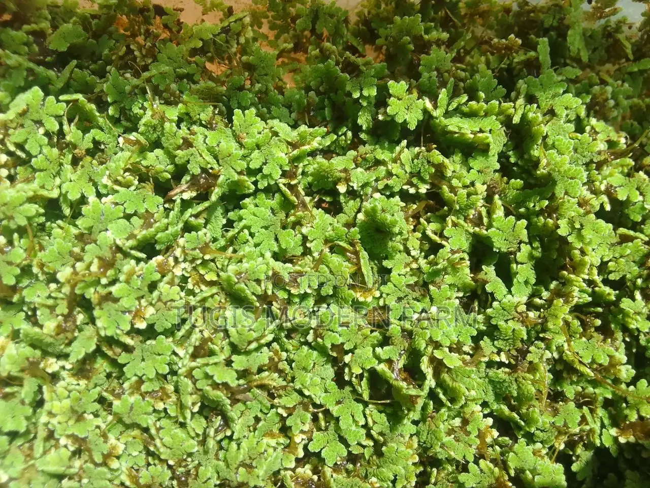 Azolla Starter Pack With PDF Guide - 2000 Ml Pallet