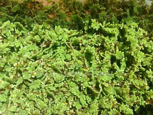 Azolla Starter Pack With PDF Guide - 2000 Ml Pallet