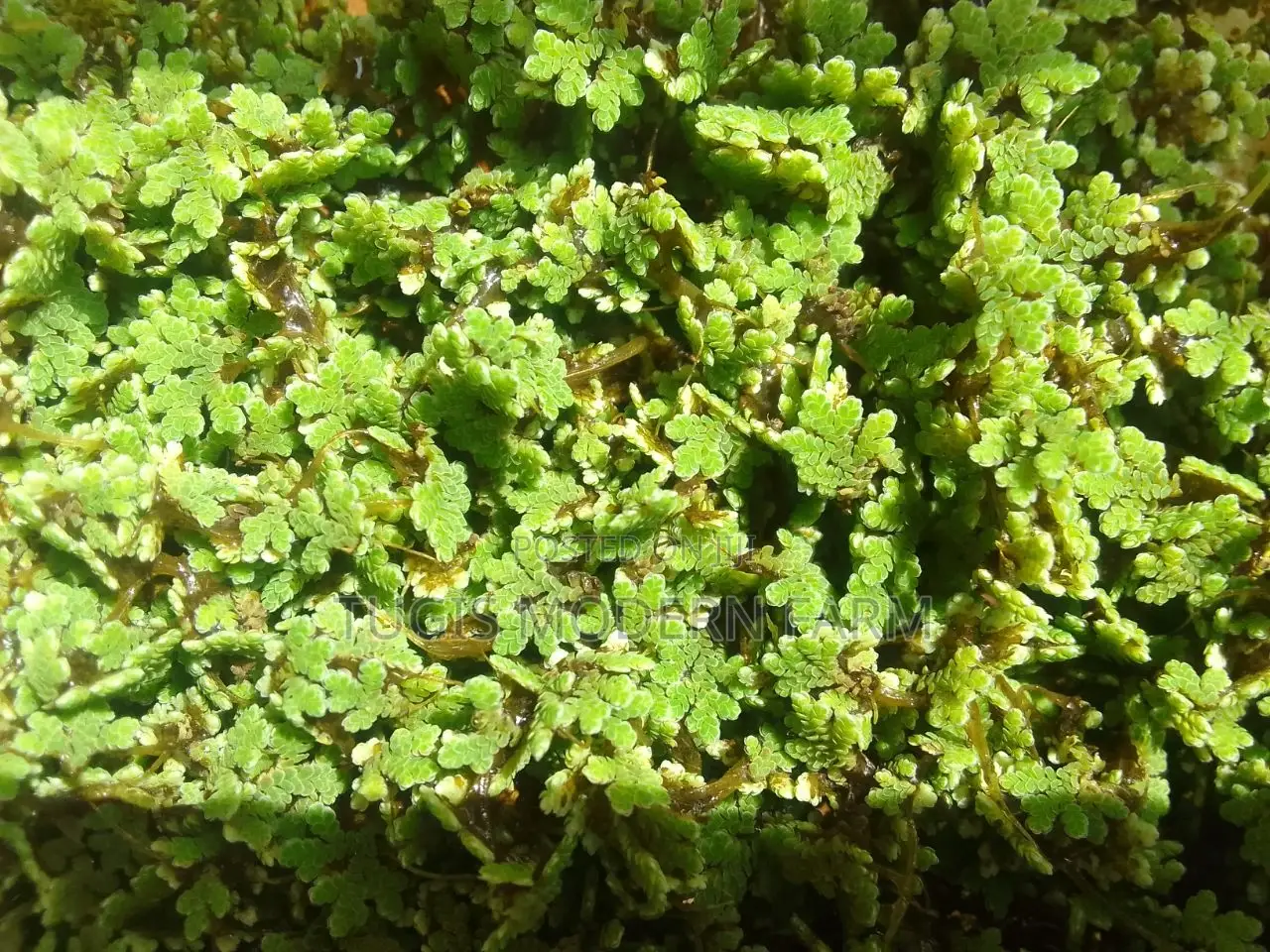 Azolla Starter Pack With PDF Guide - 2000 Ml Pallet