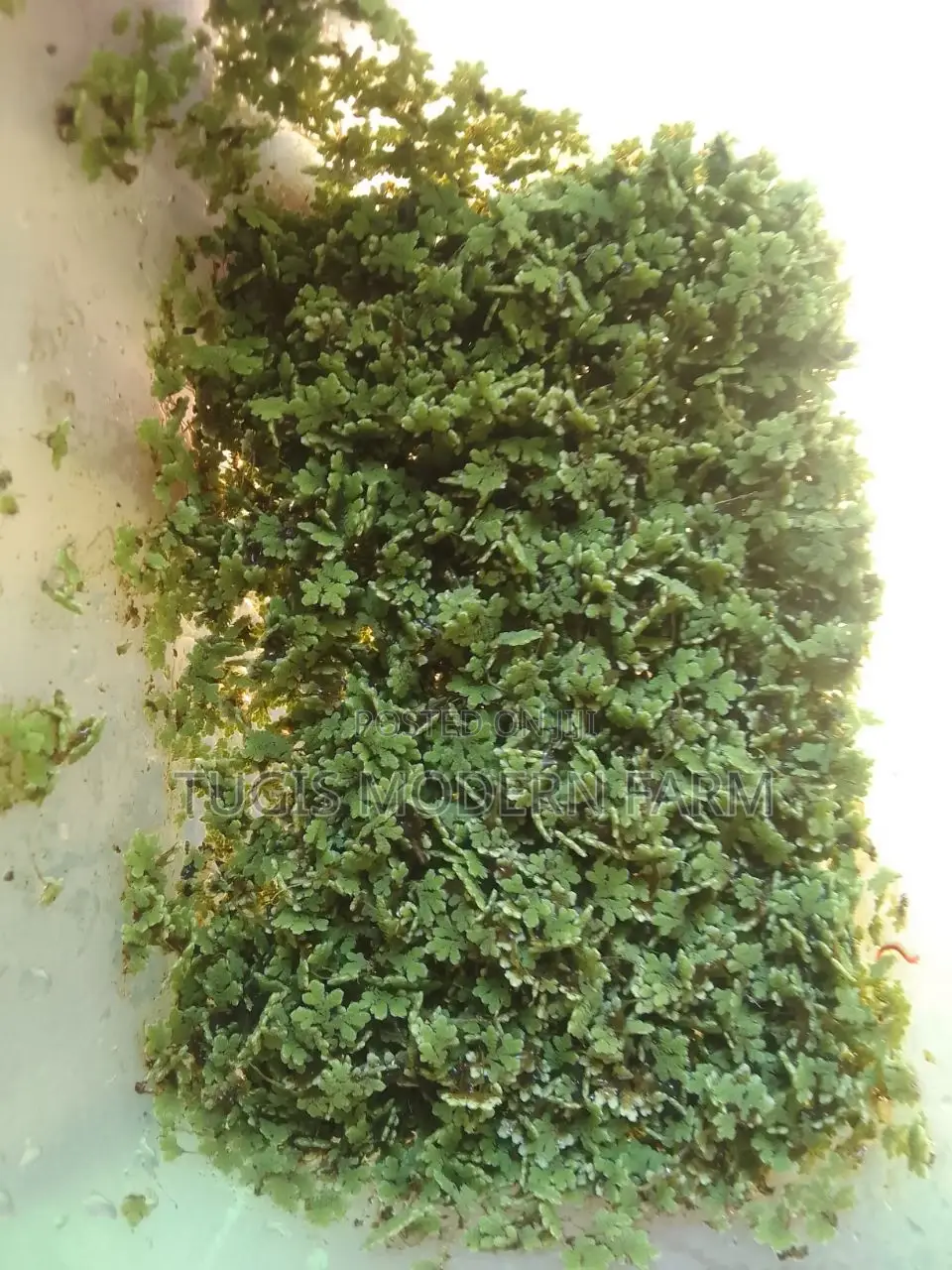 Azolla Starter Pack With PDF Guide - 2000 Ml Pallet